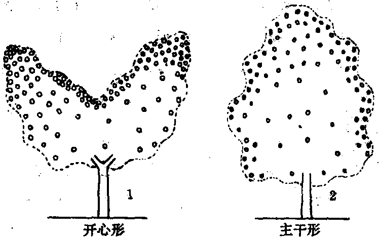 樹體上強下弱，外強內(nèi)弱